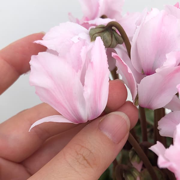 kazu様 リクエスト 2点 まとめ商品　シクラメン　ドリーム　ミルキーガール kazu様 リクエスト 2点 まとめ商品 シクラメン ドリーム ミルキーガール