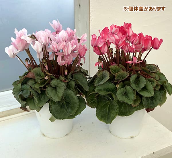 園芸ネット本店｜シクラメン：ミルキーガール4号鉢植え の通販【公式】