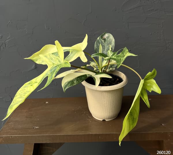 フィロデンドロン：フロリダビューティーバリエガータ（斑入）　4号26-06