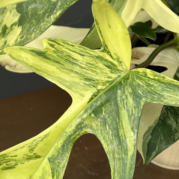 フィロデンドロン：フロリダビューティーバリエガータ（斑入）　4号26-06