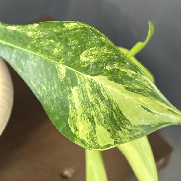 フィロデンドロン：フロリダビューティーバリエガータ（斑入）　4号26-06