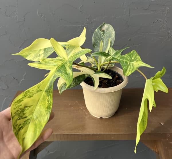 フィロデンドロン：フロリダビューティーバリエガータ（斑入）　4号26-06