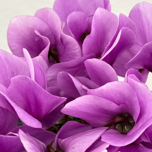 シクラメン：アンティラオ　シィーモン5号鉢植え