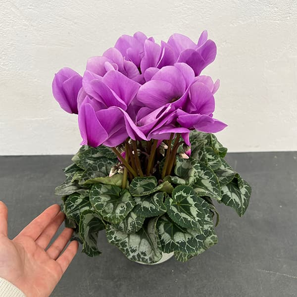 シクラメン：アンティラオ　シィーモン5号鉢植え