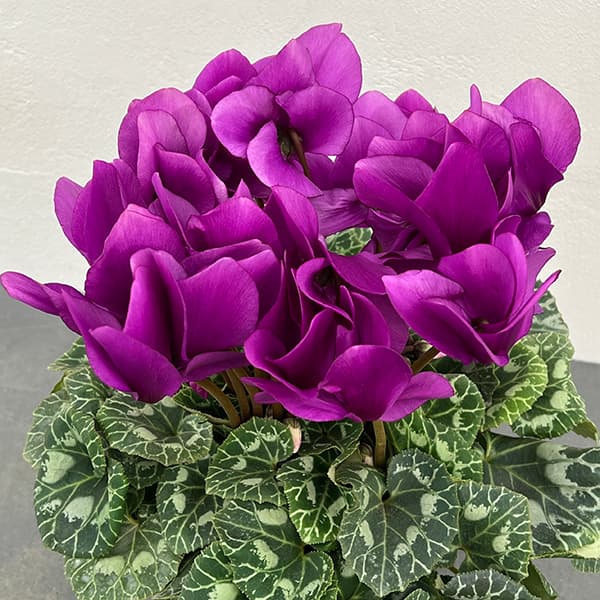 シクラメン：アンティラオ　シィファー5号鉢植え