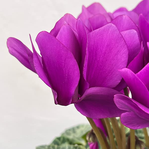 シクラメン：アンティラオ　シィファー5号鉢植え