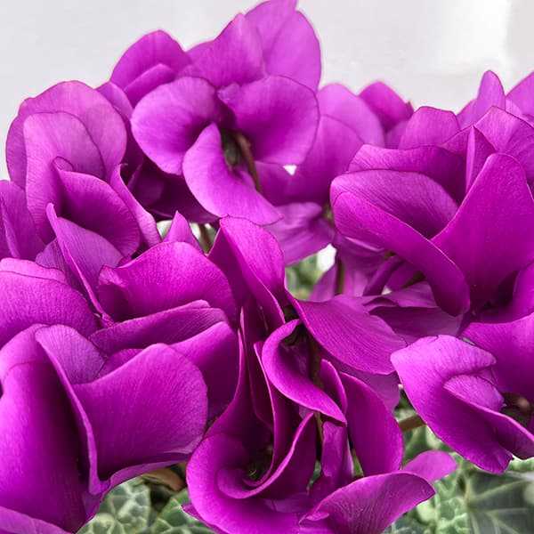 シクラメン：アンティラオ　シィファー5号鉢植え