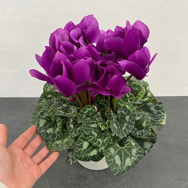 シクラメン：アンティラオ　シィファー5号鉢植え