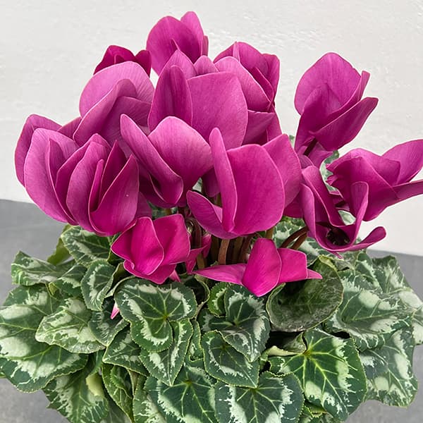 シクラメン：アンティラオ　シーデンモーン5号鉢植え