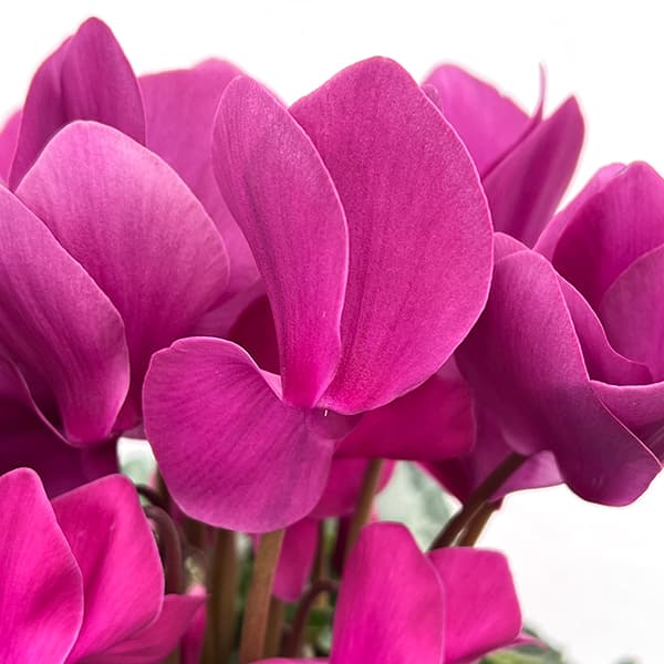 シクラメン：アンティラオ　シーデンモーン5号鉢植え