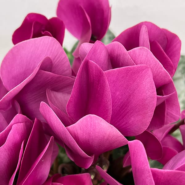 シクラメン：アンティラオ　シーデンモーン5号鉢植え