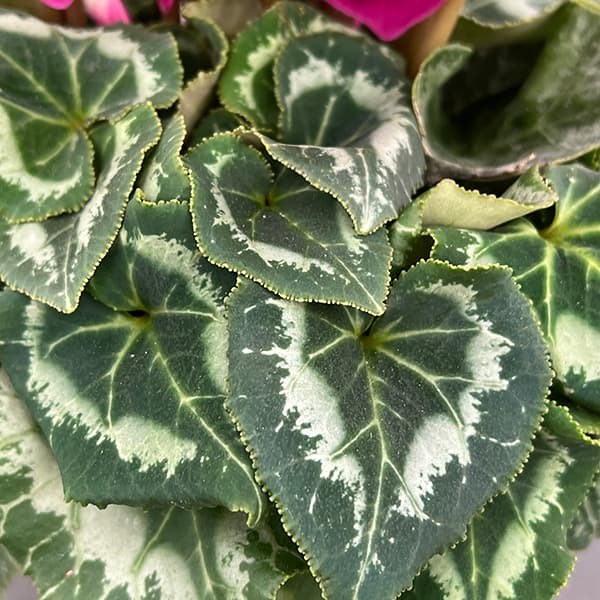 シクラメン：アンティラオ　シーデンモーン5号鉢植え