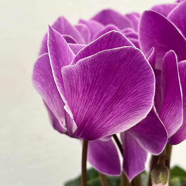 シクラメン：アンティラオ　フォンシィー（シャワー系）5号鉢植え