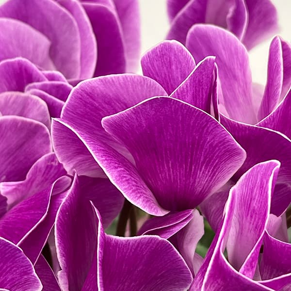 シクラメン：アンティラオ　フォンシィー（シャワー系）5号鉢植え