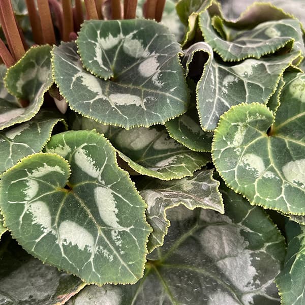 シクラメン：アンティラオ　フォンシィー（シャワー系）5号鉢植え