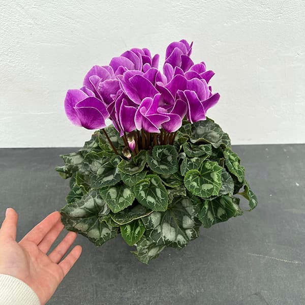 シクラメン：アンティラオ　フォンシィー（シャワー系）5号鉢植え