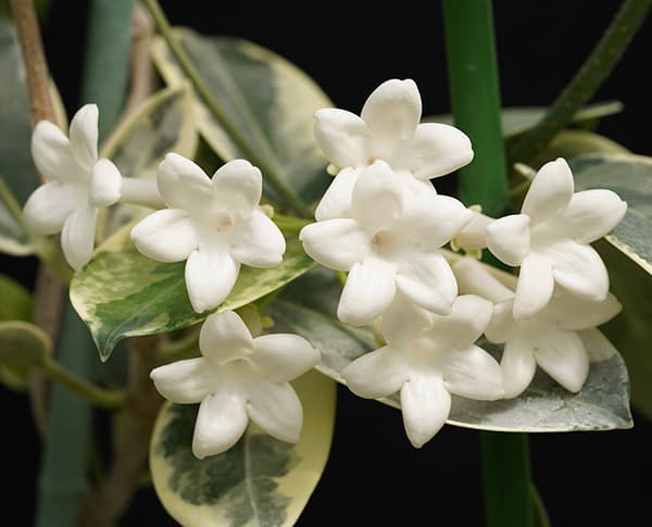 マダガスカル ジャスミン斑入り3号ポット[珍しい斑入り葉種　7～9月頃開花　つる性熱帯植物]