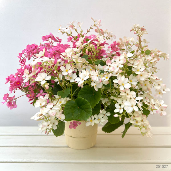 ベゴニア:ラブミー ミックス寄せ5号鉢植え