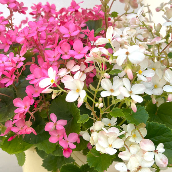 ベゴニア:ラブミー ミックス寄せ5号鉢植え