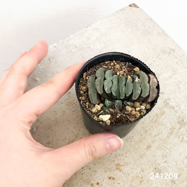 ハオルチア：玉扇 2号ポット の通販 | 園芸ネット ITANSE ハオルチア