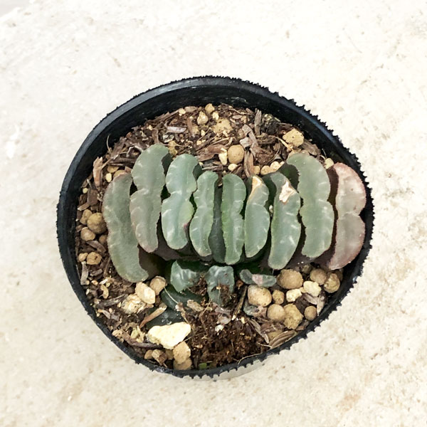 園芸ネット本店｜ハオルチア：玉扇 2号ポット の通販【公式】