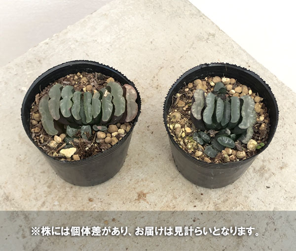 園芸ネット本店｜ハオルチア：玉扇 2号ポット の通販【公式】