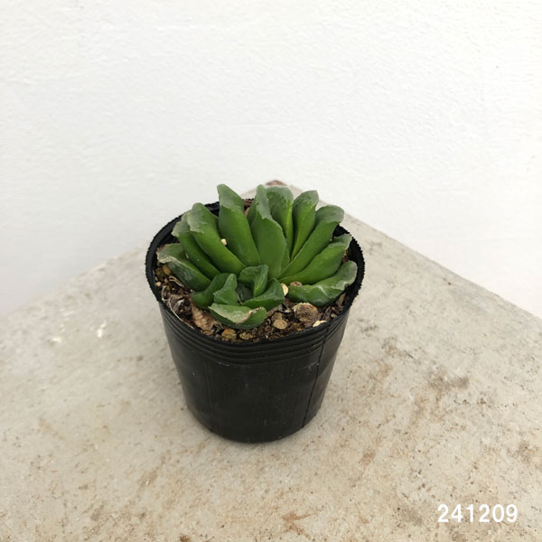 ハオルチア：グリーン玉扇　2号ポット
