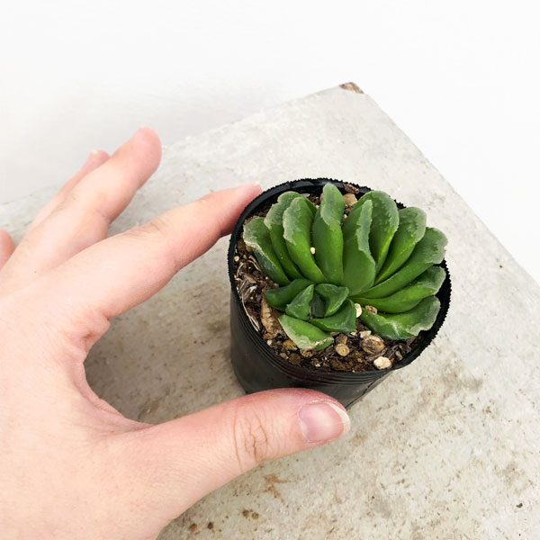 ハオルチア：グリーン玉扇　2号ポット