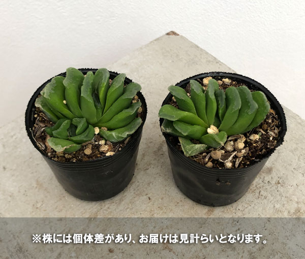グリーン玉扇錦×白帝城 多肉植物 ハオルチア ハオルチア 白帝城