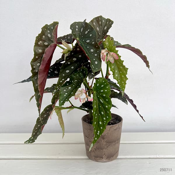 ベゴニア:ナガレボシ(流れ星) 4号鉢植え