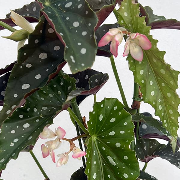 ベゴニア:ナガレボシ(流れ星) 4号鉢植え