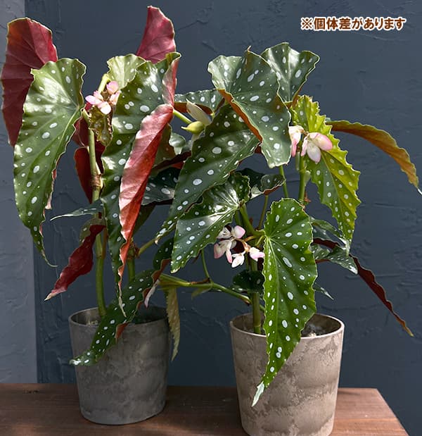 ベゴニア:ナガレボシ(流れ星) 4号鉢植え