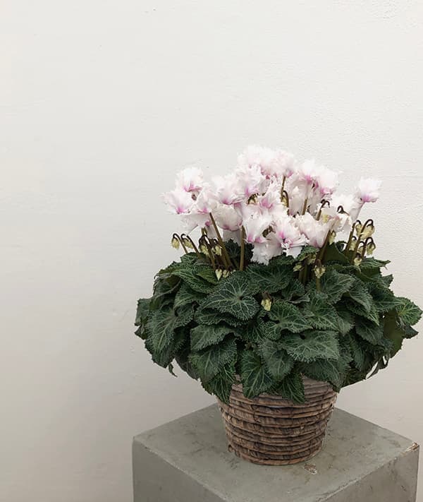 [ギフトに]シクラメン：ラビリンス（ホワイト系）5号鉢植えBRカゴ入