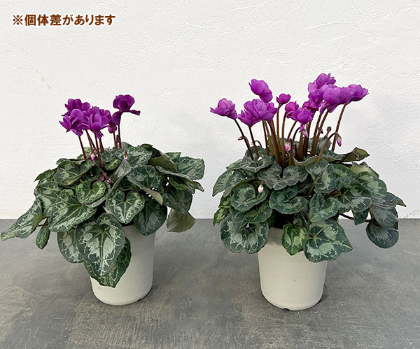 シクラメン：ツヴァイ　インディゴブルー4号鉢植え