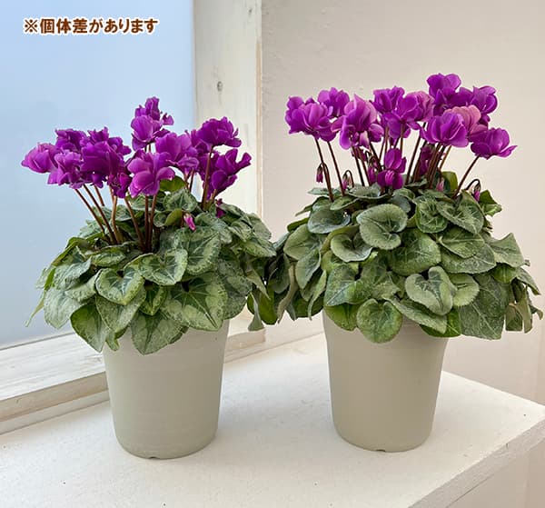 [25年11月中下旬予約]シクラメン：ツヴァイ　インディゴブルー4号鉢植え