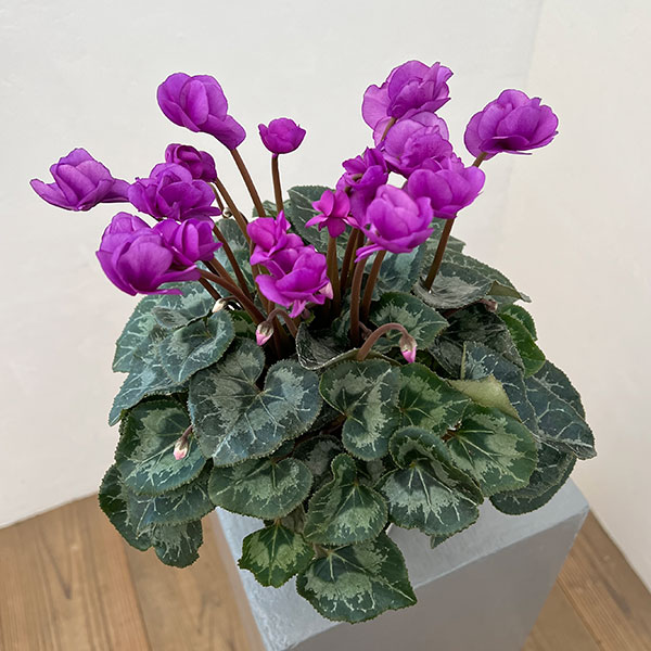 シクラメン：ツヴァイ　インディゴブルー4号鉢植え