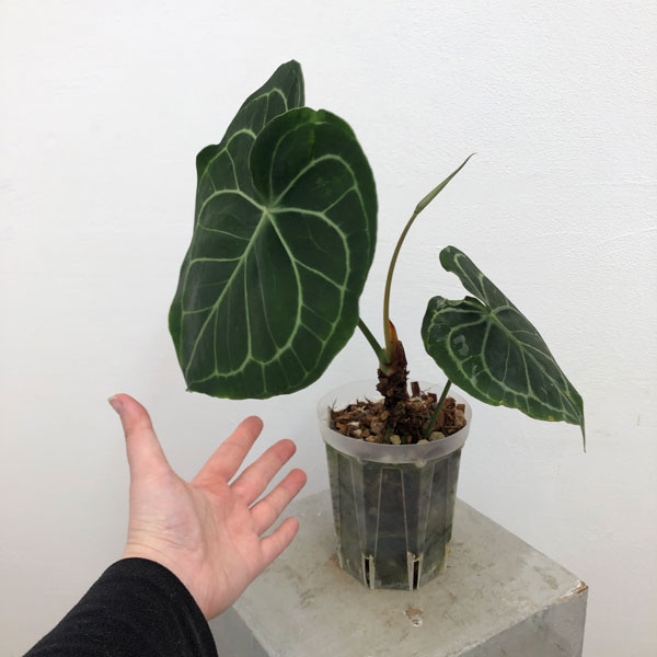 園芸ネット本店｜アンスリウム：クラリネルビウム（原種） 4号ねこ