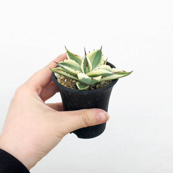 園芸ネット本店｜アガベ：スーパークラウン 2.5号24-01 の通販【公式】