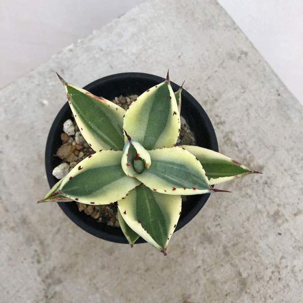 園芸ネット本店｜アガベ：スーパークラウン 2.5号24-01 の通販【公式】