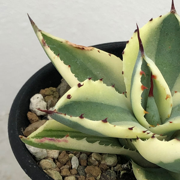 園芸ネット本店｜アガベ：スーパークラウン 2.5号24-01 の通販【公式】