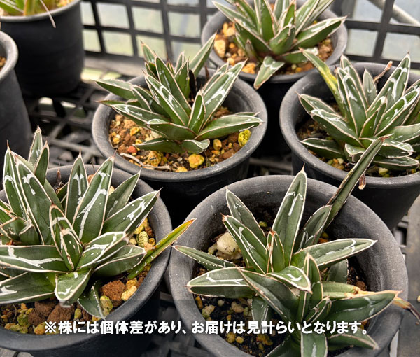 アガベ：笹の雪　3号鉢植え