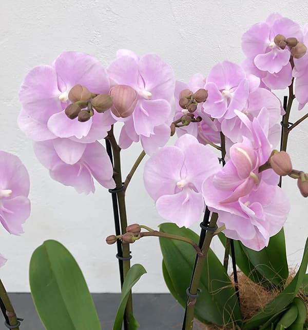 園芸ネット本店｜ミディコチョウラン：いろは3本立ち5.5号陶器鉢植え