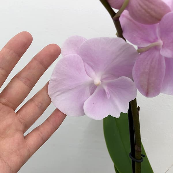 ミディコチョウラン:いろは3本立ち5.5号陶器鉢植え