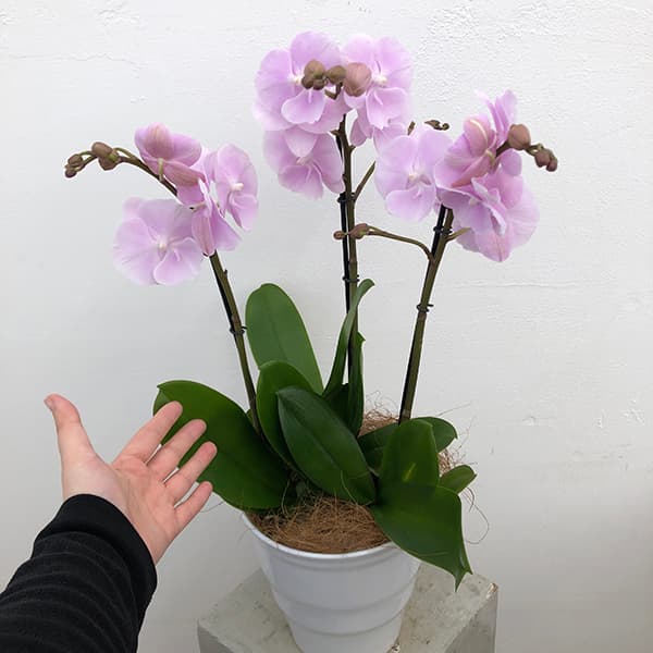 園芸ネット本店｜ミディコチョウラン：いろは3本立ち5.5号陶器鉢植え