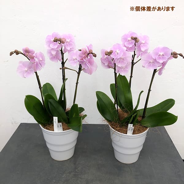 ミディコチョウラン:いろは3本立ち5.5号陶器鉢植え