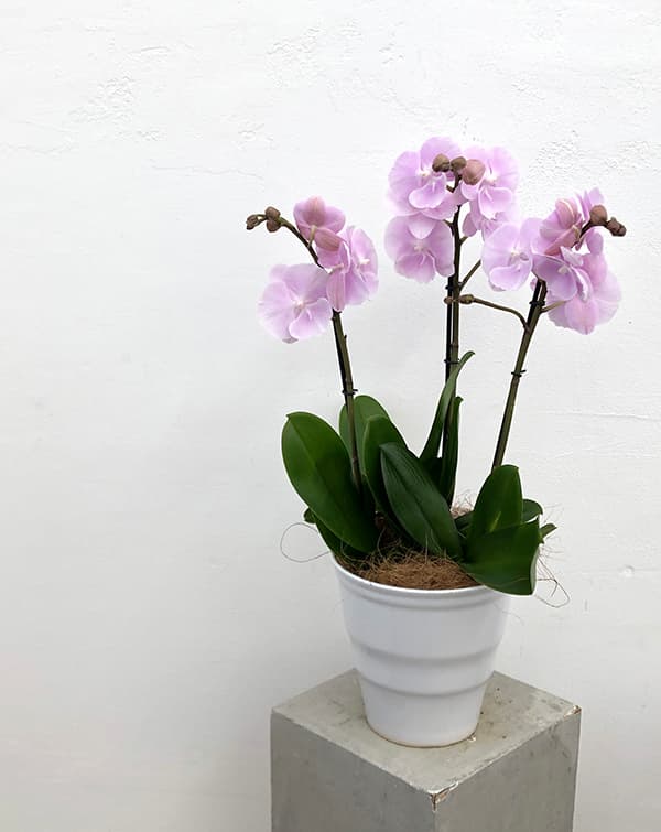 蘭鉢　落鑑有り ミニラン鉢 4号 多肉植物 ラン プラスチック 鉢×10個 | チャーム