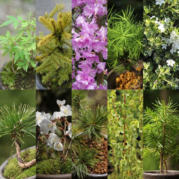 [送料無料]ミニ盆栽10種セット・草の友3リットル付