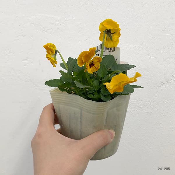 園芸ネット本店｜百笑-momoemi-ビオラ：24-04／3.5号ポット【現品販売