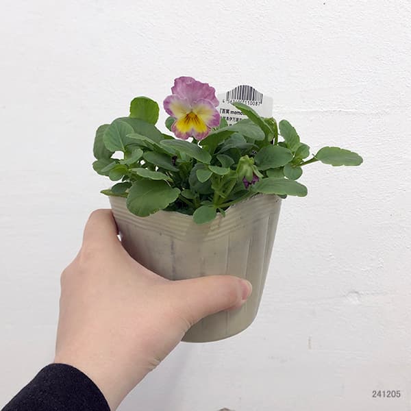 園芸ネット本店｜百笑-momoemi-ビオラ：24-16／3.5号ポット【現品販売