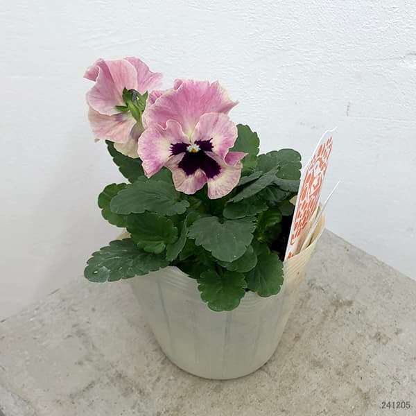 園芸ネット本店｜百笑-momoemi-ビオラ：24-22／3.5号ポット【現品販売